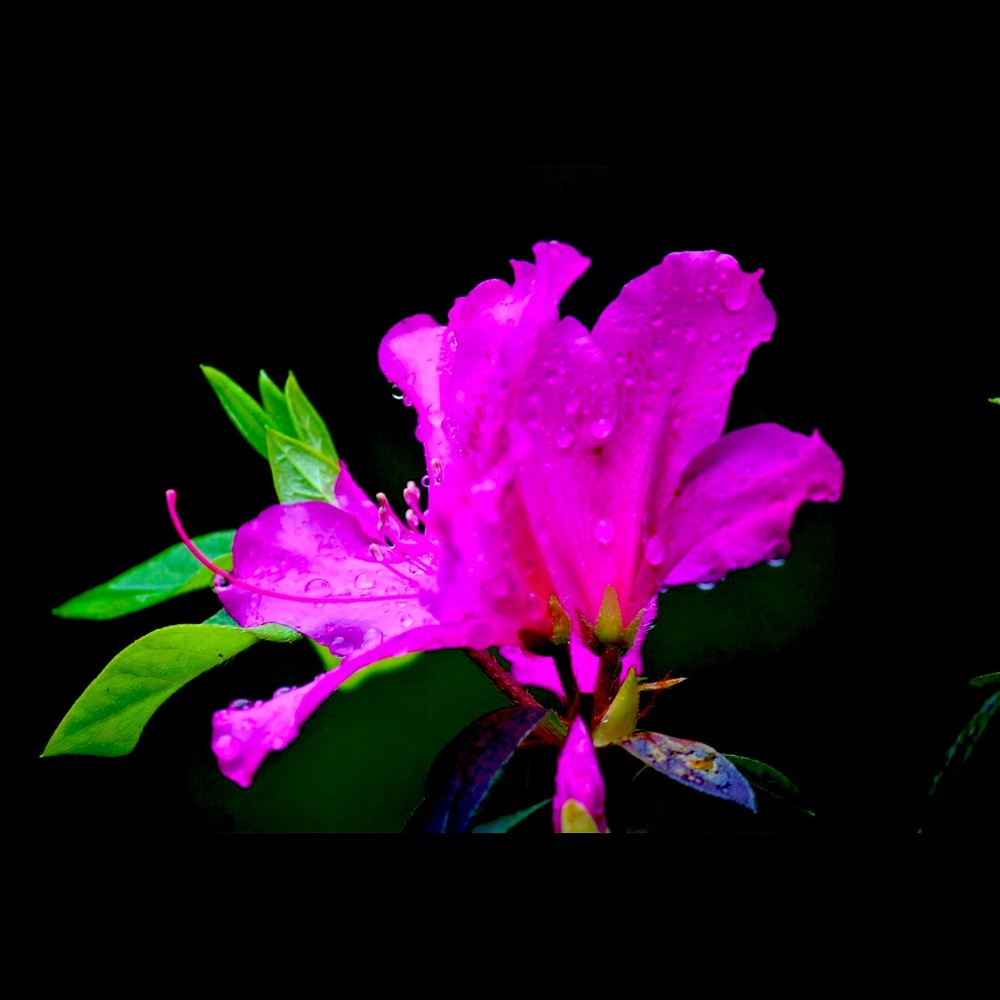 Meet your Posher, Alice